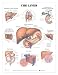 The Liver Anatomical Chart