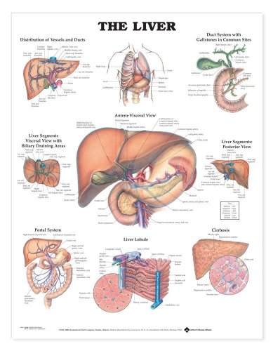 The Liver l'excellence d'une cure de pureté hépatique