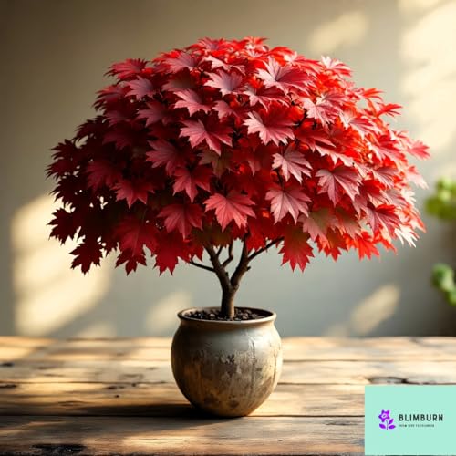 Image of 40+ Seeds- Redleaf Maple Acer Tree Seeds - Grow Indoor & Outdoor - All Seasons