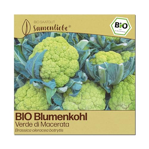 Samenliebe BIO Blumenkohl Samen | Verde di Macerata - italienisch & grün - samenfestes BIO Saatgut
