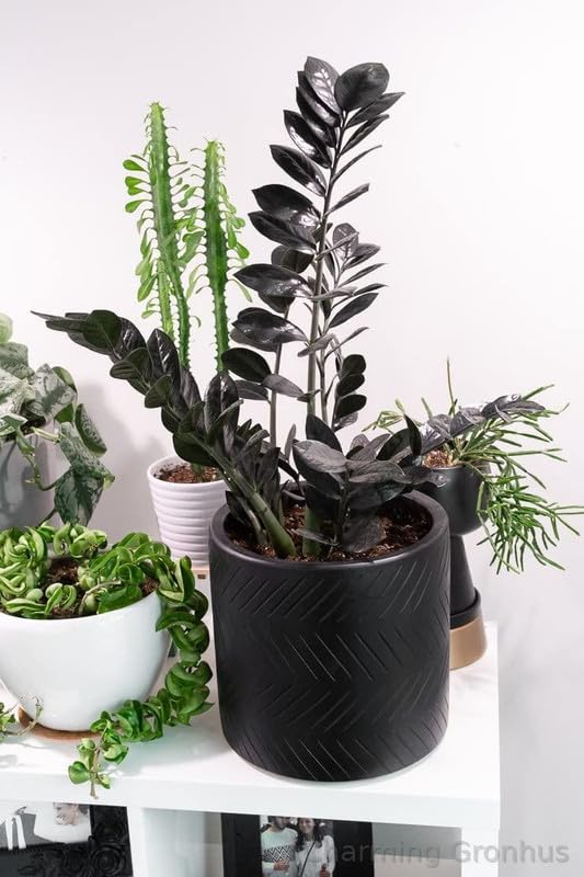 See full amazon price history chart for Charming Gronhus Live Air Purifying Live Indoor Black Zamia Zamioculcas Zamiifolia ZZ Plant For Home Room Decoration Live Plant With Black Plastic Pot Charming Gronhus Live Air Purifying Live Indoor Black Zamia Zamioculcas Zamiifolia ZZ Plant For Home Room Decoration Live Plant With Black Plastic Pot (B0CSXJNXTD) Amazon Price History, Amazon Price Tracker