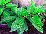 Longevity Spinach - Sabuñgai - Gynura procumbens - Edible Houseplant - 4" Pot