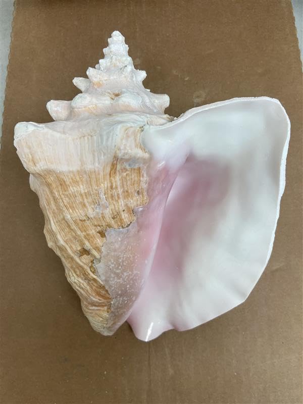 Amazon.co.jp: Huge Conch Shell, Bahama Pink Slit Back 20cm - 25cm