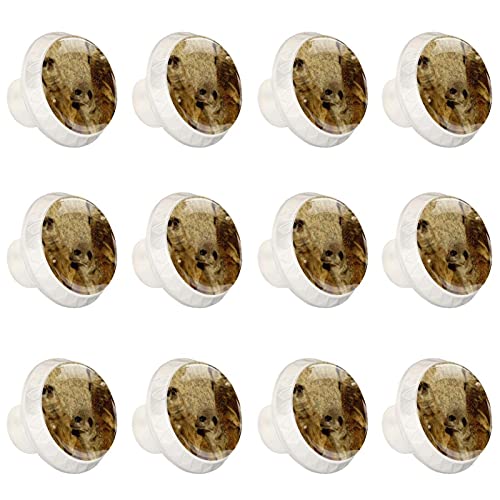 Boutons d'armoire empreinte de patte pour rénover facilement une vieille commode usée