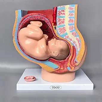 Human Female Pelvic Section Pregnancy Anatomical Model Nine Months Baby Fetus Model Life Size with Removable Organs 4-Parts