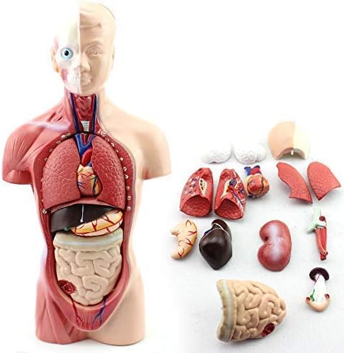 Human Torso Anatomy Model – Removable Organs, Heart, Brain, Lungs – Medical Educational Tool for Students, Teachers, Healthcare Professionals - Image 4