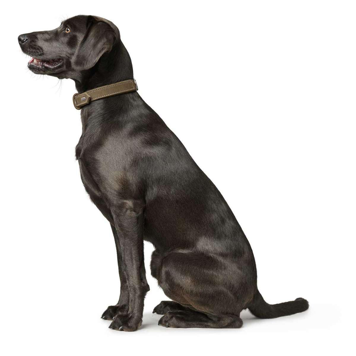 HUNTER HUNTING Hundehalsband, Leder, Nubuk, robust, weich, 50 (S-M), oliv