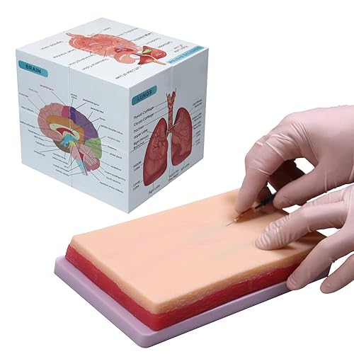 Aliwovo Kit de práctica de venipuntura Cubo de estudio de anatomía humana