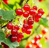 Red Currant Berry Plant Seedlings to Grow (Red Perfection) Easy to Grow - Tasty and Healthy Fruits (1 Seedling)