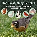 Dried Black Soldier Fly Larvae Chicken Treats for Hens, Duck, Wild Birds, Lizard, Tortoise, Fish - All Natural High Protein Dried Mealworms Alternative - Made in North America - Image 5