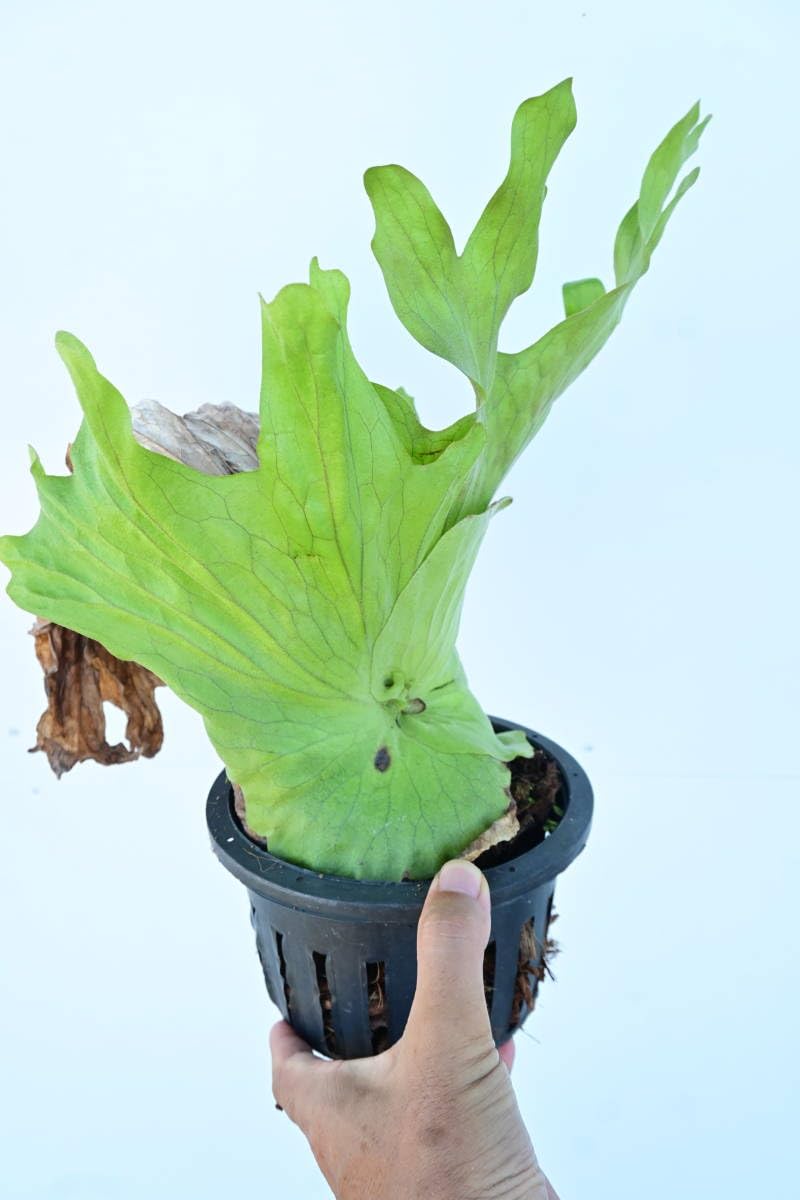 ワリチー　ビカクシダ　P. wallichii P.wallichii from @katsu_hibino ワリチーはどう育てても美しいものだ