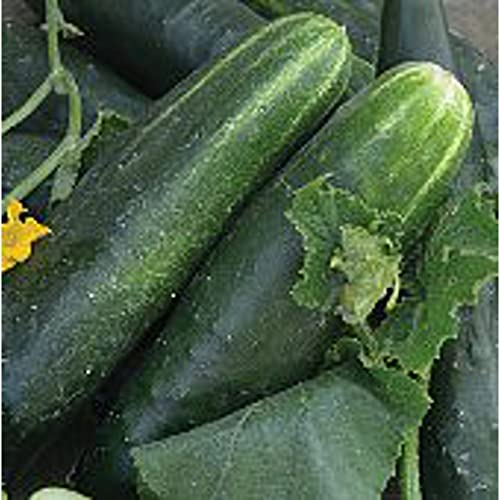 Japanese Climbing Cucumbers Seeds | Non GMO | Vegetable