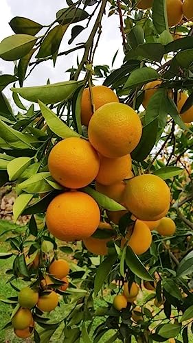 Image of GreenWorld Special Nagpur Orange /Komla Lemon (Pack Of 1 / Guti Kolom) Live Plant,Healthy & Air Layered Plant,''Fruit After 3 to 6 Month''