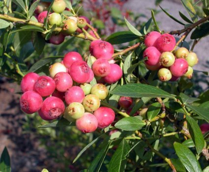2 Pink Lemonade Blueberry Plants in 4 Inch Containers Great Starter Plants. One Plant Per Container 2 Containers Per Order