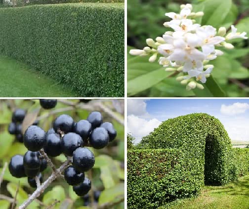 Wild Privet (Ligustrum Vulgare) 50+ Seeds