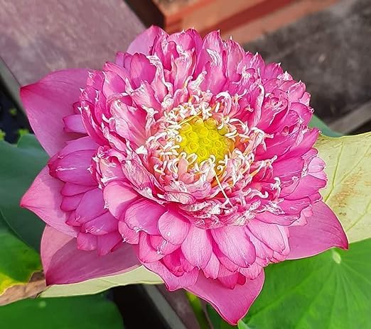 Image of Flowet Plant for Home Decor, Pooja | Large Size Flower Surely Blooming Within 45 Days lotus plant (Kaveri)