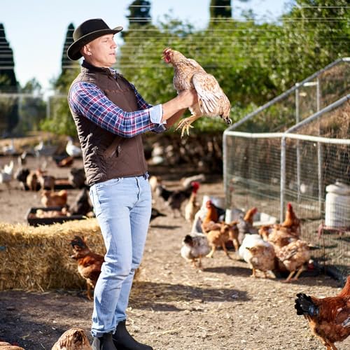 Cono de pollo de acero para pavos y aves de corral 4