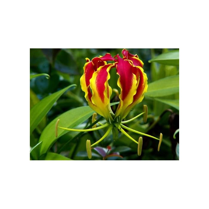 Buy Asklepiosseeds® 25 Fresh Exotic Seeds of Gloriosa superba, Flame