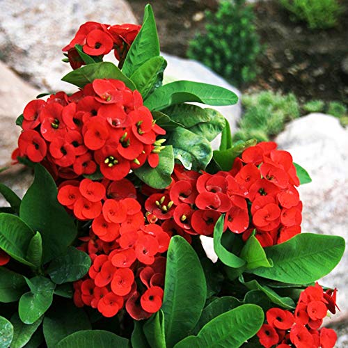 Plants Point Euphorbia Live Plant" Red" Color Flowers (1 Plant) :  Amazon.in: Garden & Outdoors