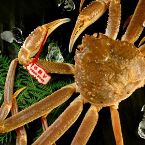 風味絶佳.山陰 活生松葉がに600〜690g(中サイズ)×1枚 日本海産 未冷凍 お歳暮 ギフト