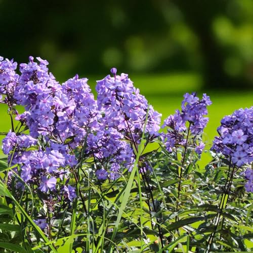 Carbeth Plants Phlox Blue Paradise Bare Root - Fragrant Lilac Blue Phlox with Pink Eye - Summer Flowering Pollinator Friendly Perennial - Perfect for Cottage Gardens (1, Blue Paradise)