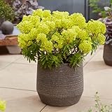 Euphorbia martinii ‘Walberton’s Ruby Glow’ | Evergreen Spurge | Blue-Green to Red Foliage with Lime & Red Flowers | Drought-Tolerant Perennial for Borders 9cm Pot x1 by Thompson & Morgan