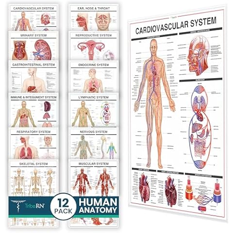 Tribe RN Anatomy Posters Set Cover