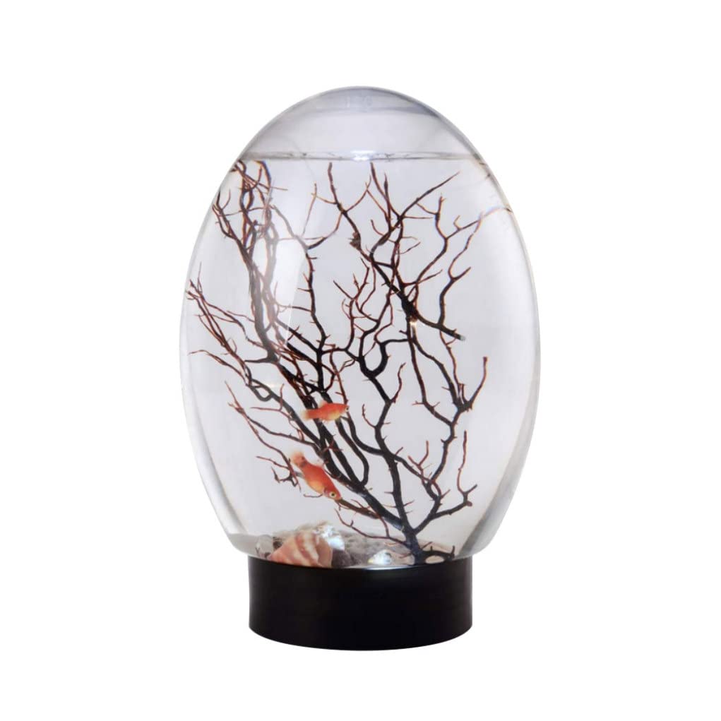 Mini aquarium écosphère autonome avec éclairage LED et base noire stable