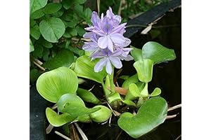 Pond Plants for Sale: Enrich Your Water Garden with Floating Water Hyacinth!
