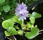 Floating Plants for Water Gardens and Ponds (Water Hyacinth) (Water Hyacinth, 1, Count)