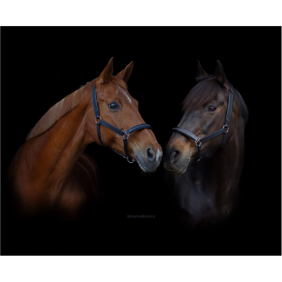 Marengos - Halfter Diamond aus Leder | Halfter für Pferde | Pferdehalfter mit farbig unterlegtem Nasenriemen & Genickstück | edles Lederhalfter | Pferde Zubehör in Schwarz | Warmblut
