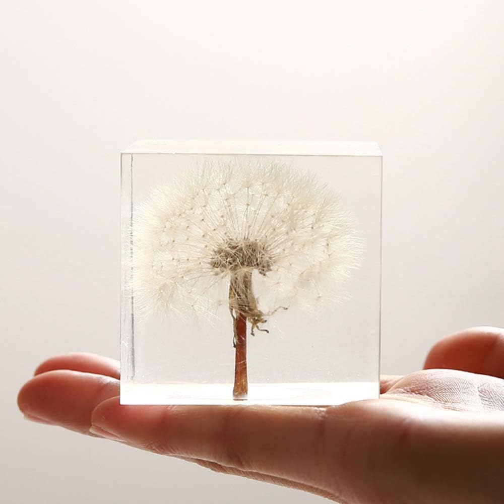 FUNSXBUG Real Dandelion Specimen Paperweight Paper Weight Desktop Decor（2x2x2 Inch）