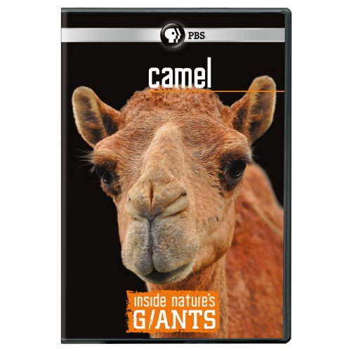 Inside Nature'S Giants: Camel [Edizione: Stati