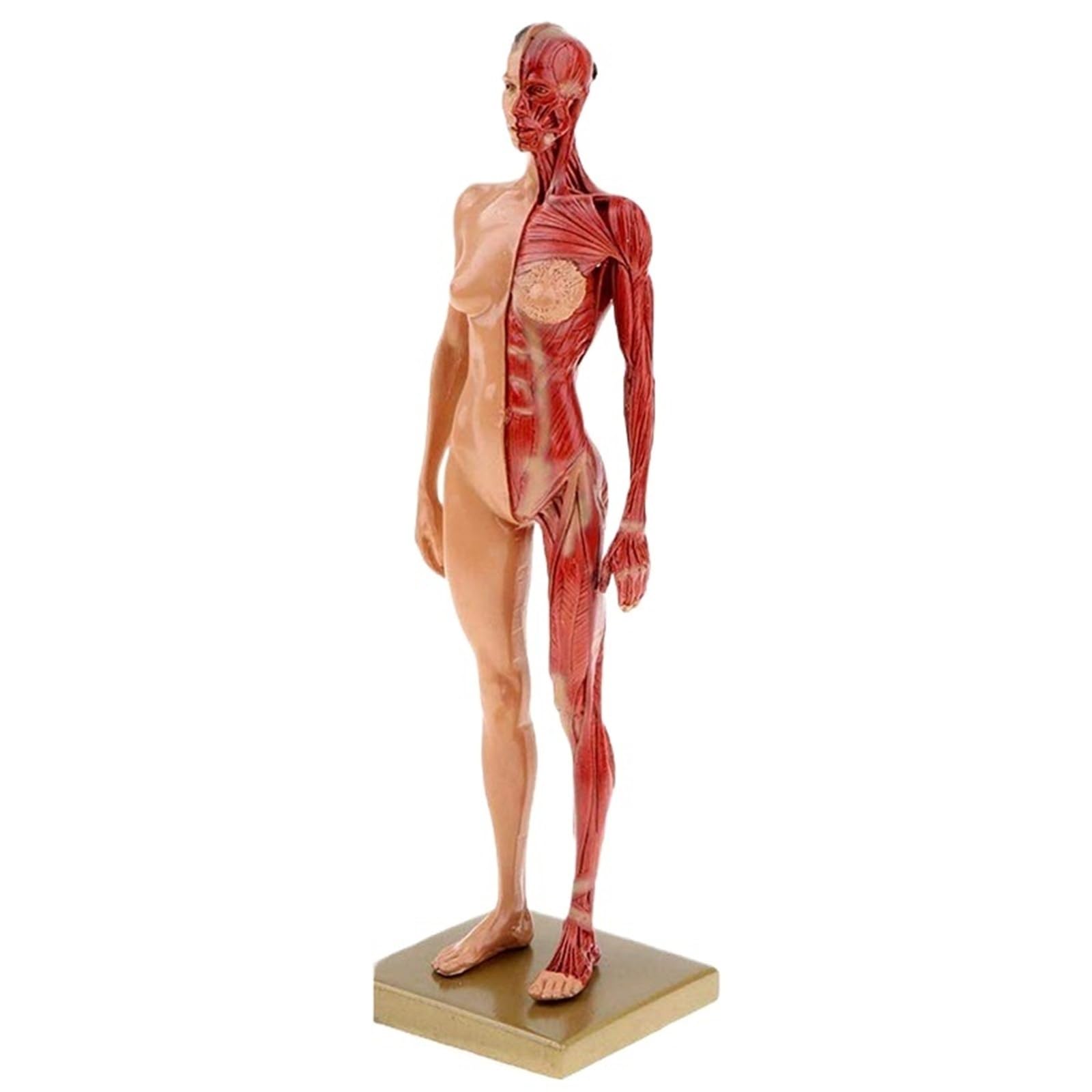 Modelo de esqueleto muscular de anatomía humana de 30 cm, media piel, medio músculo, resina, ayuda de enseñanza médica (mujeres)