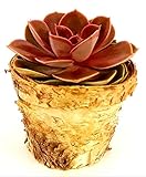 POWERS TO FLOWERS