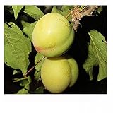 スモモ(プラム）：大石早生[おおいしわせ]4～5号ポット[日本スモモの代表的な品種][苗木]＊＊