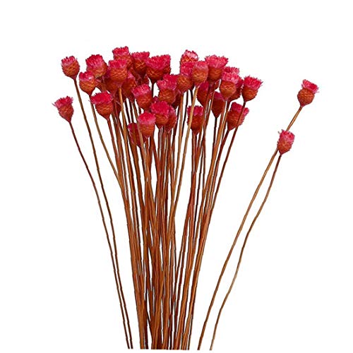 Canjerusof Secado Artificial Decorativo Flores De La Simulación Eterno Florece El Ramo Ramas Secas 1 Manojo Rojo