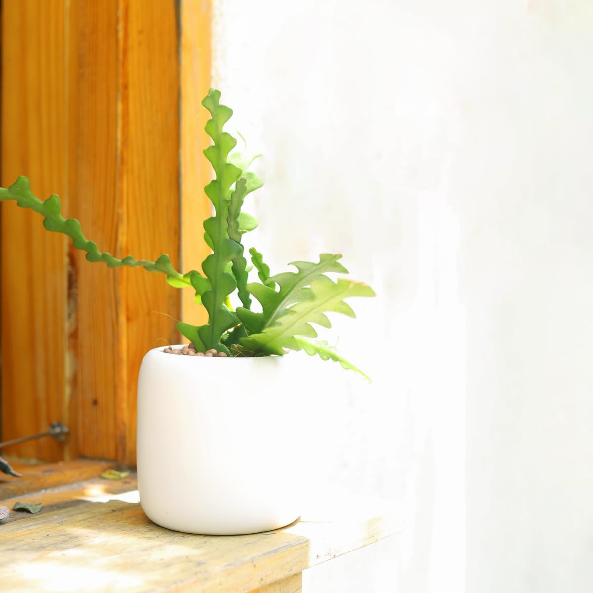 Live Cactus Plants, Fully Rooted 4-inch Cactus Succulent Plants, Rare Varieties for Gift or Home Decoration (Fishbone Cactus)