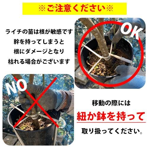 Amazon | レイシ・ライチ苗 フォンフェイ種 取木苗 | 果物