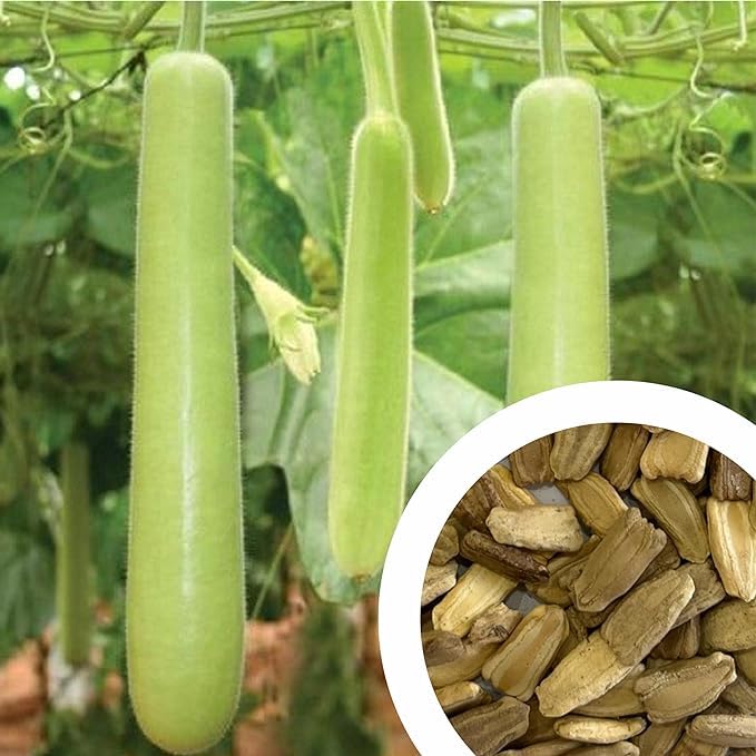 Elamgreen organic Bottle gourd Vegetable Seeds to grow all seasons for Home gardening 200g pack of 20 (B0DCW6B5R6) Amazon Price History, Amazon Price Tracker