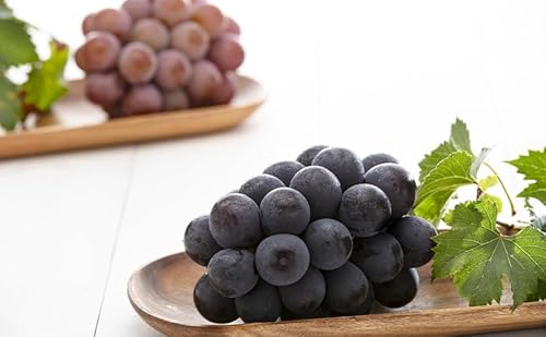 [2026年先行予約] ぶどう 岡山県産 ニューピオーネ ・ クイーンニーナ MIX 1kg箱(各1房) [2026年8月下旬-9月中旬頃出荷] 葡萄 ブドウ フルーツ 果物 スイーツ 岡山 里庄町