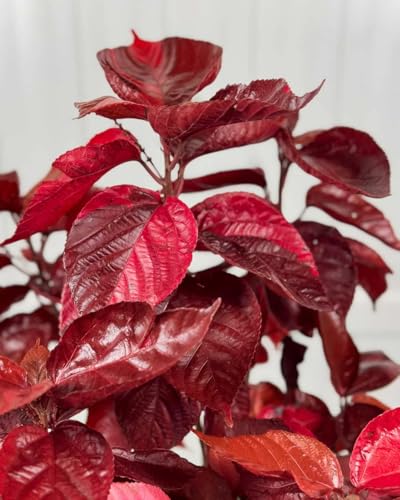 Acalypha Copper Plant 'Louisiana Red' (Jacob's Coat) 5-9' Live Plants - 2-Pack - Vibrant Bronze Foliage for Indoor/Outdoor Containers - Fast Growing Heat Tolerant Zone 10-11 - Tropical Accent
