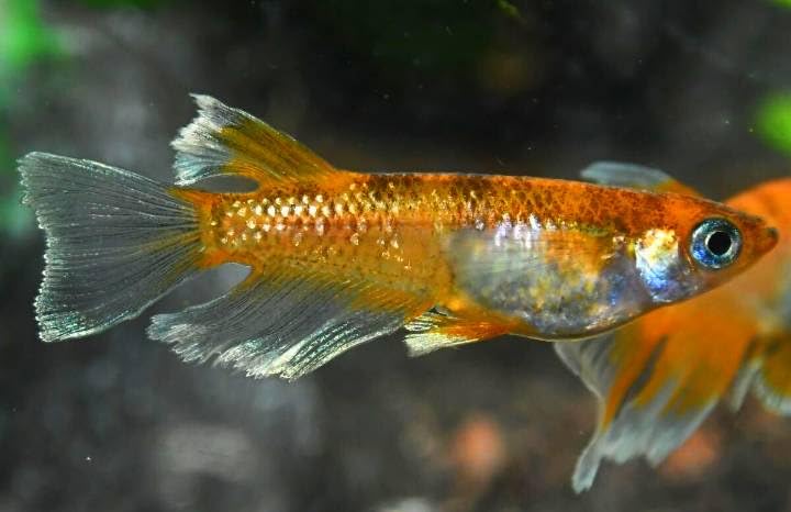 Amazon | めだかや幸 朱紅玉キッシングリアルロングフィン 稚魚 8匹