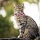 cobee Bling Heart Katzenhalsband mit Glocke, verstellbares Kätzchenhalsband mit Sicherheitsgurt, Strass Haustierhalsband für kleine Katzen und Hunde (Rosenrot)