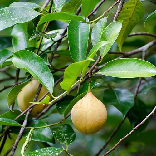 5 nouvelles graines de fruits frais Myristica