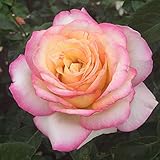 Heirloom Roses Rose Plant - Peace Rose Bush, Hybrid Tea Roses, Live Plant for Planting Outdoors