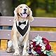 HACRAHO Formales Hunde-Smoking-Bandana, 1 STÜCK Hund Tuxedo Baumwolle Bandana Hundehalsband Mit Fliege Und Krawatte Für Große Und Übergroße Hunde, L