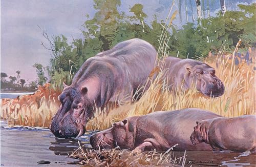 Toile peinture murale haut de gamme illustration hippopotame Wilhelm Kuhnert decoration