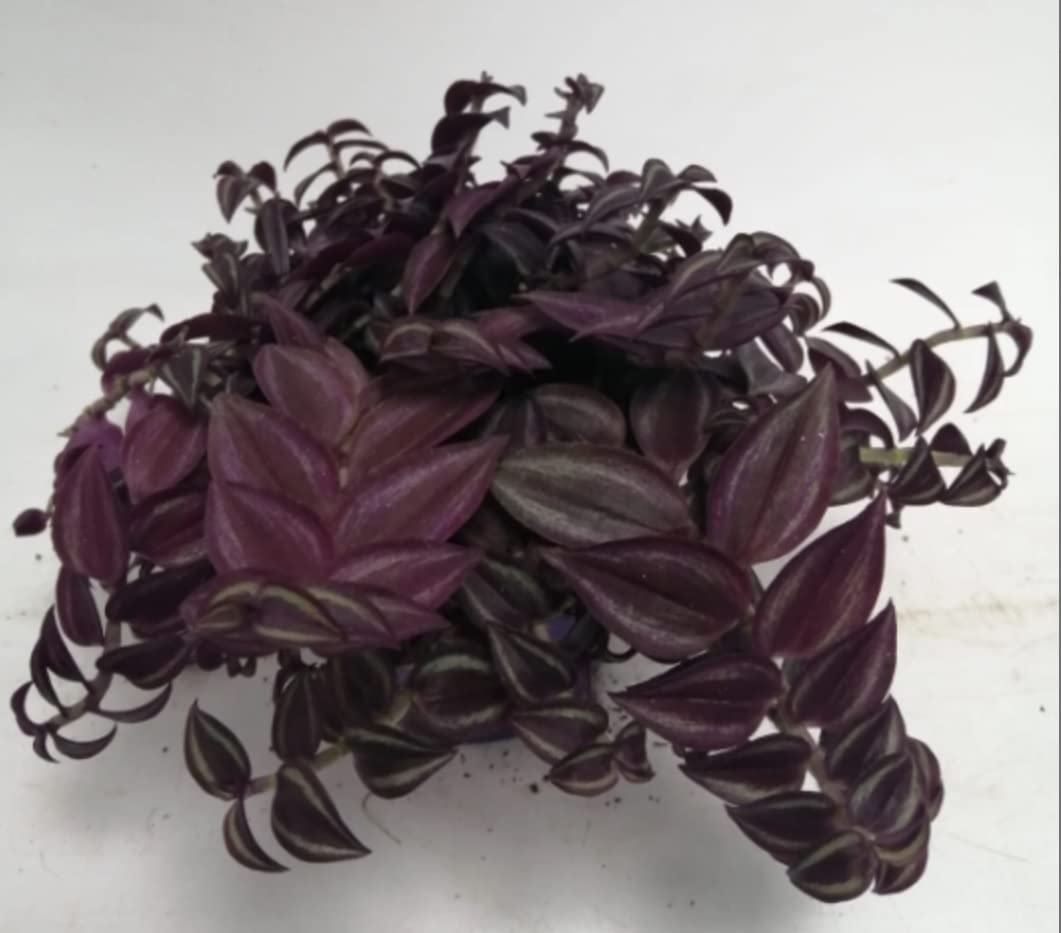 Purple Foliage Tradescantia Purple Passion - Wandering Jew Indoor House Plant in 12 cm Pot