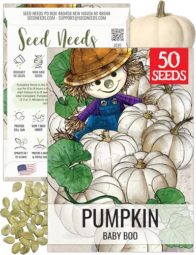 Seed Needs Baby Boo Mini Pumpkin Seeds to Plant Heirloom & Non-GMO 1 Pack